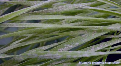 Powdery Mildew