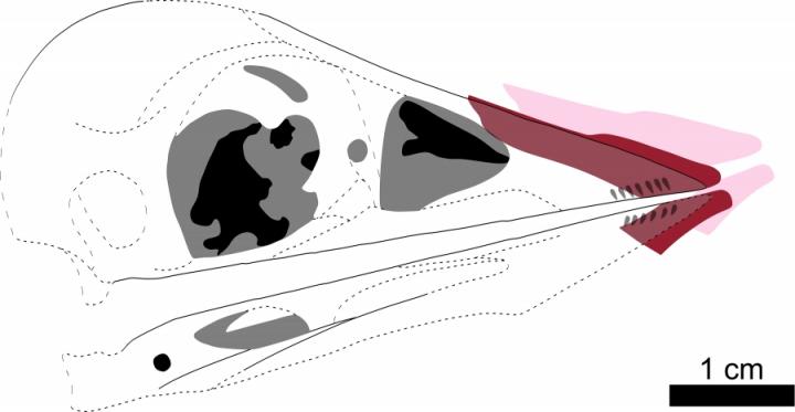 Reconstruction of the Rhampotheca
