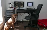 At-home fossil analysis