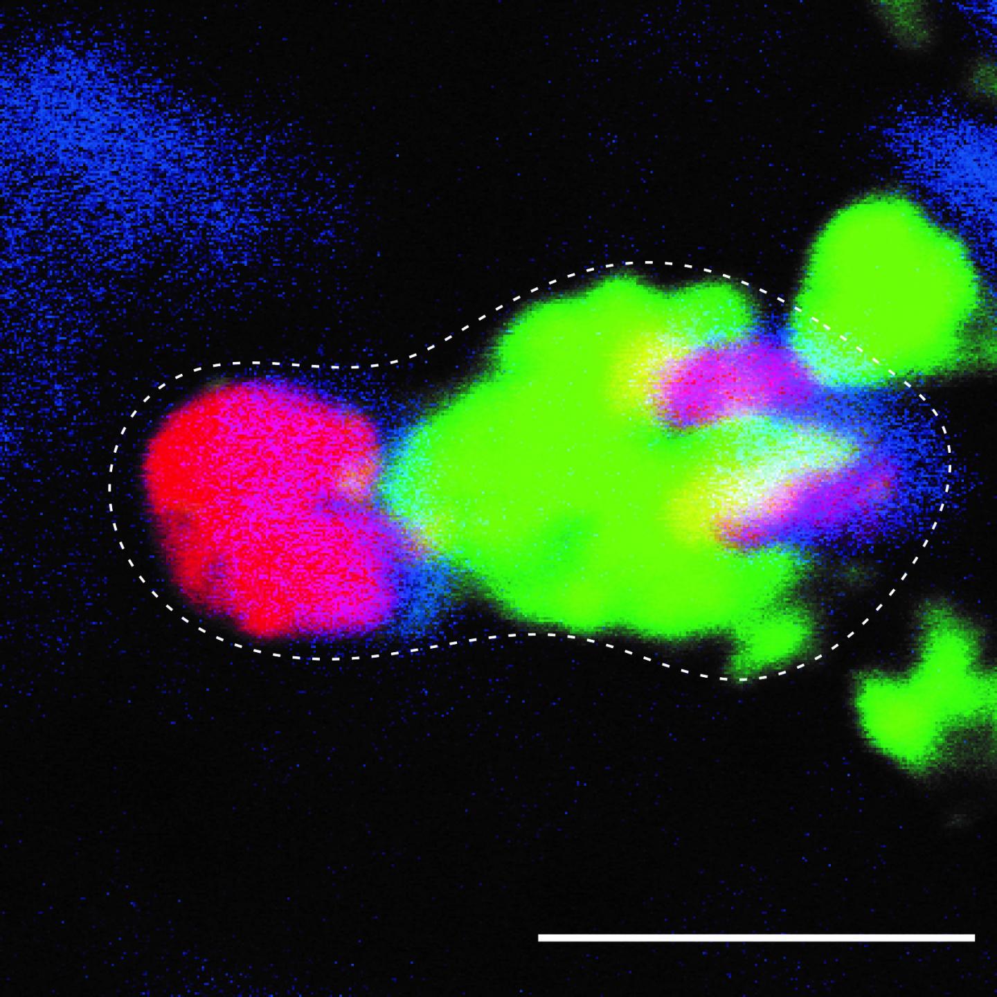 Stem Cell Division