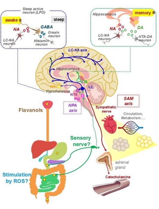Physiological effects of astringent flavanols (FLs).
