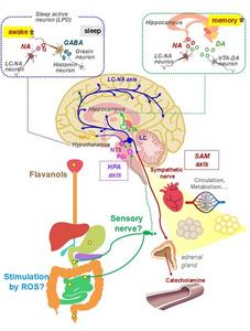 Physiological effects of astringent flavanols (FLs).