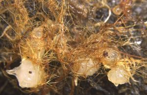 251008-Suetsugu-Deadwood-Hyphae