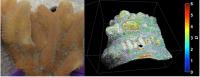 Coral Imaging