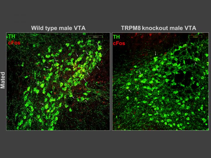 VTA Male Mice Image