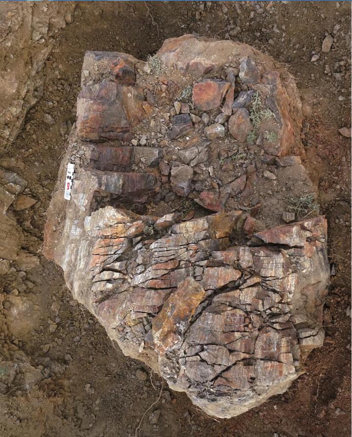 Tree Trunk Fossil