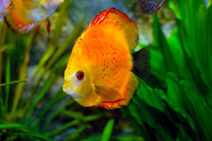 Discus