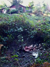 Puma Deer Kill Site