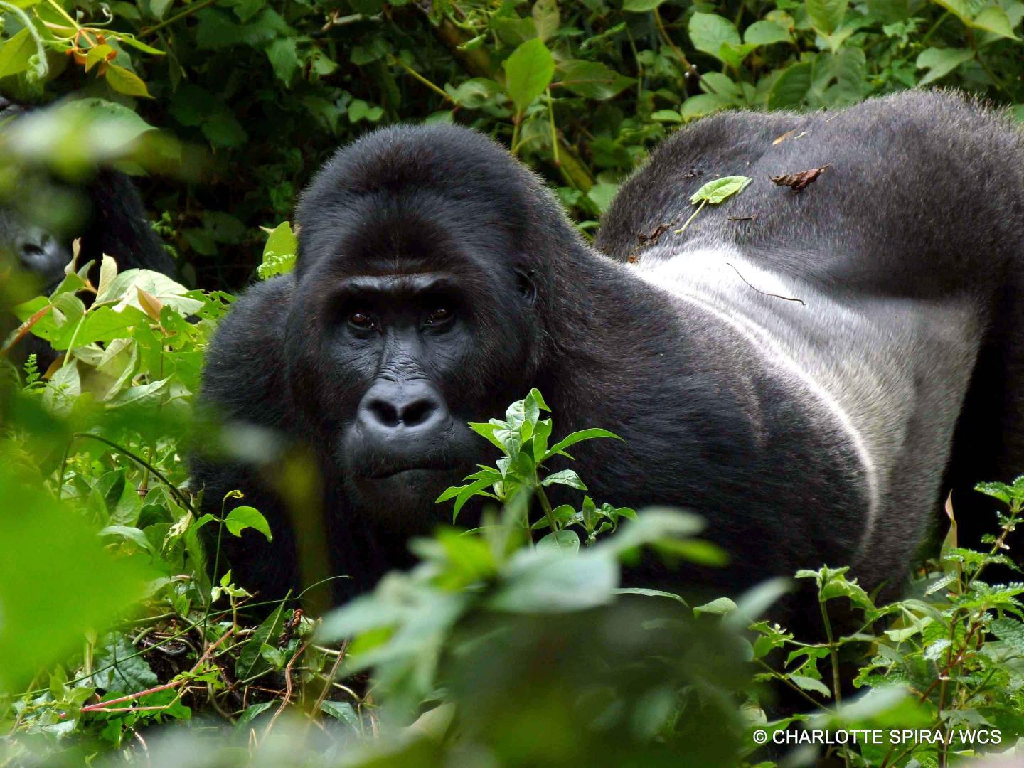 Grauer's Gorilla
