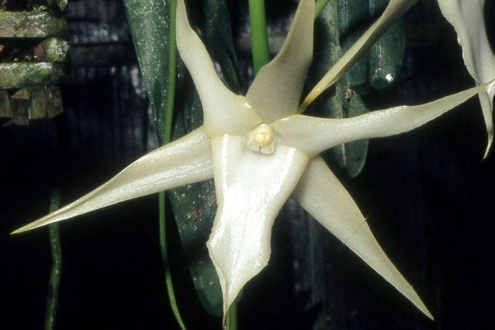 Darwins Comet Orchid