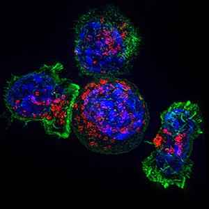 Cytotoxic T Cell