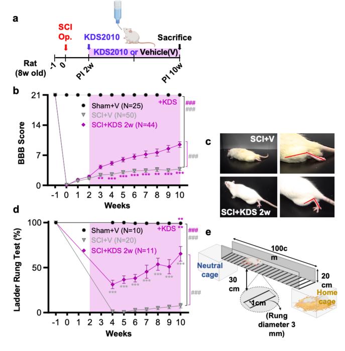 Figure 1. Therapeutic effects of KDS2010 in an animal model of spinal cord injury