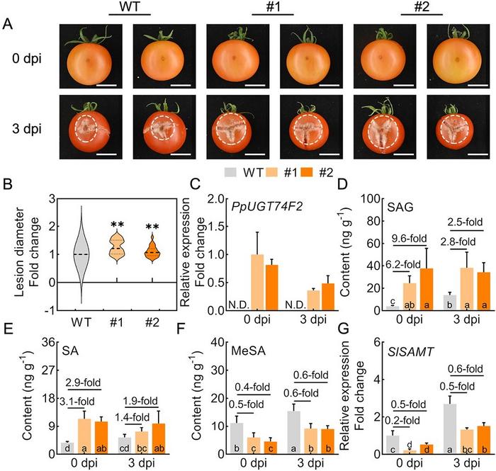 Transgenic tomato fruit enhances susceptibility to B. cinerea.