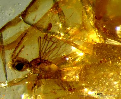 <i>Plumalexius rasnitsyni </i>(2 of 2)