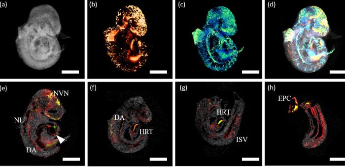 Embryonic Development