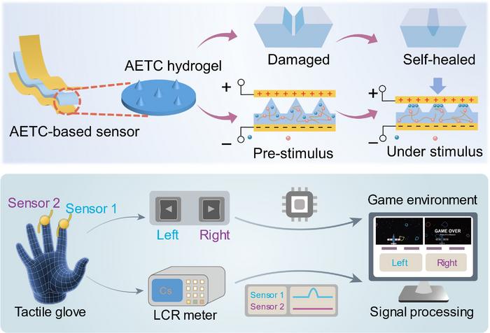 Sea cucumber-inspired self-healing ionotronic hydrogel for tactile sensing and human-machine interaction
