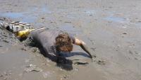 Dragging Sediment