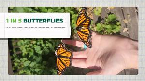 New Study Reveals Butterflies Are Disappearing Across the U.S.