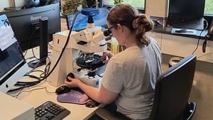 Dr. Heather L. Jones examines tiny plankton fossils using a light microscope. Photo: MARUM – Center for Marine Environmental Sciences, University of Bremen; M. Toyos Simón