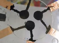 Chromatophores Shown in Actuated States