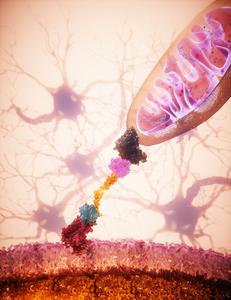 Targeted mitochondrial delivery