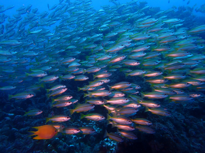 Marine ecosystem 1
