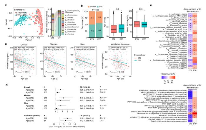 BGI Genomics study on Gut Bacteria Boost Metabolism and Bone Health