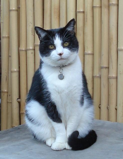 Jasper: First Known Cat Positive with Newly Discovered Hepadnavirus