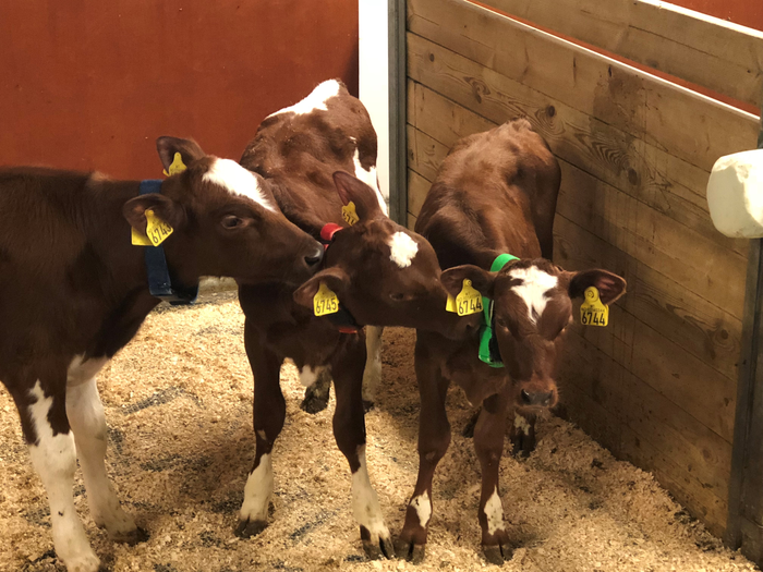 Calf personality, feeding, and growth: When one style doesn’t fit all