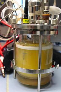 Fermenter with Clostridium thermocellum