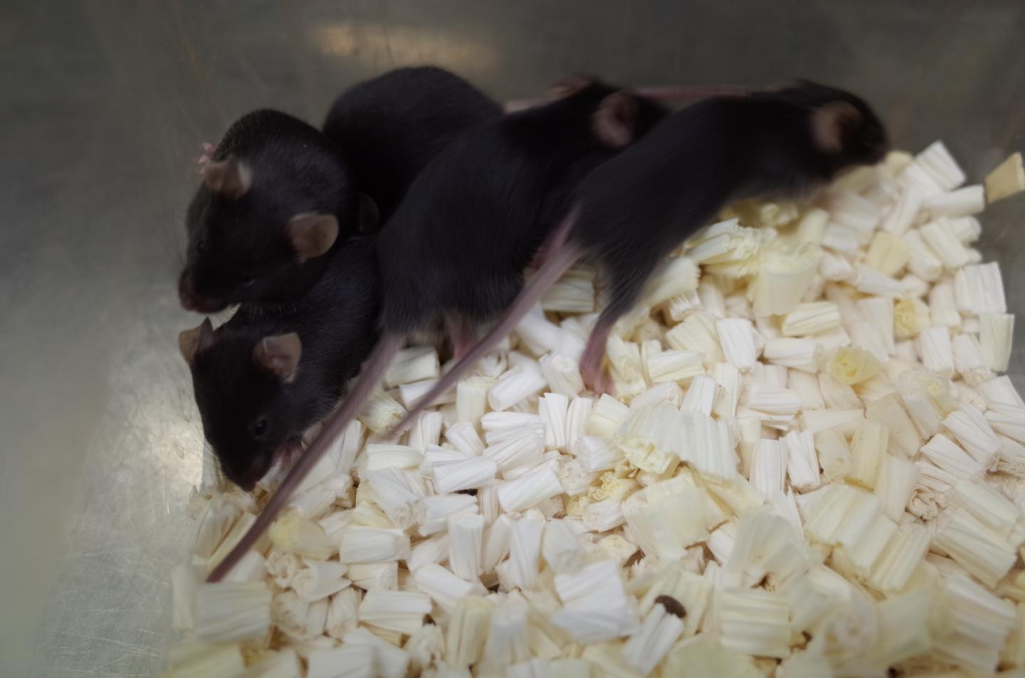 Figure 1: The Genetically Modified Mice
