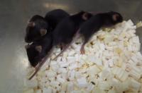 Figure 1: The Genetically Modified Mice