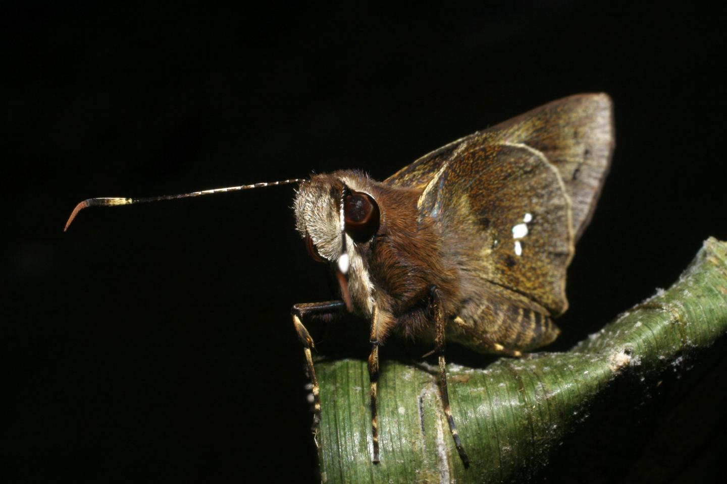Skipper Butterfly