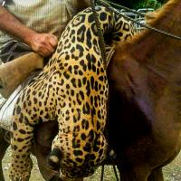 Dead Jaguar