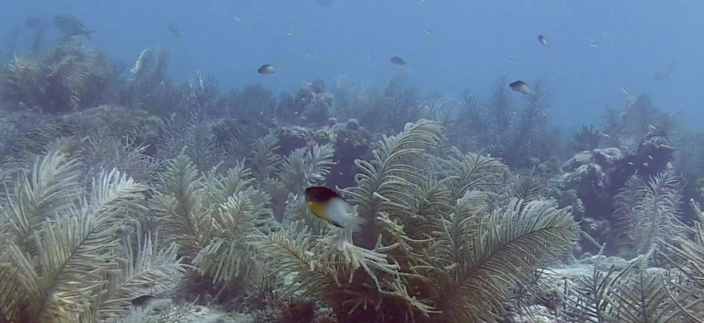 Bicolor Damselfish