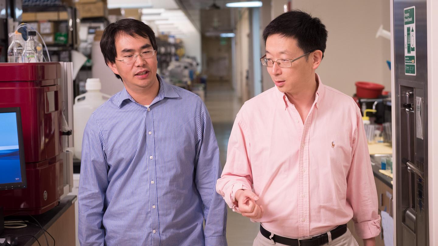 Sheng Ding (right) and Tao Xu (left), Gladstone Institutes 
