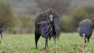 Guineafowl in Kenya