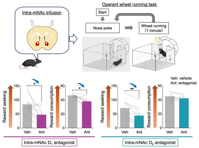Effect of mNAc dopamine receptor inhibition on reward seeking and reward consumption.