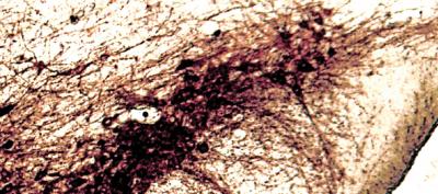 Mouse Brain