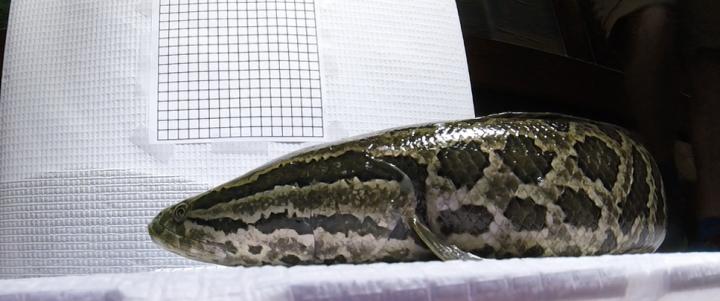 Snakehead Side