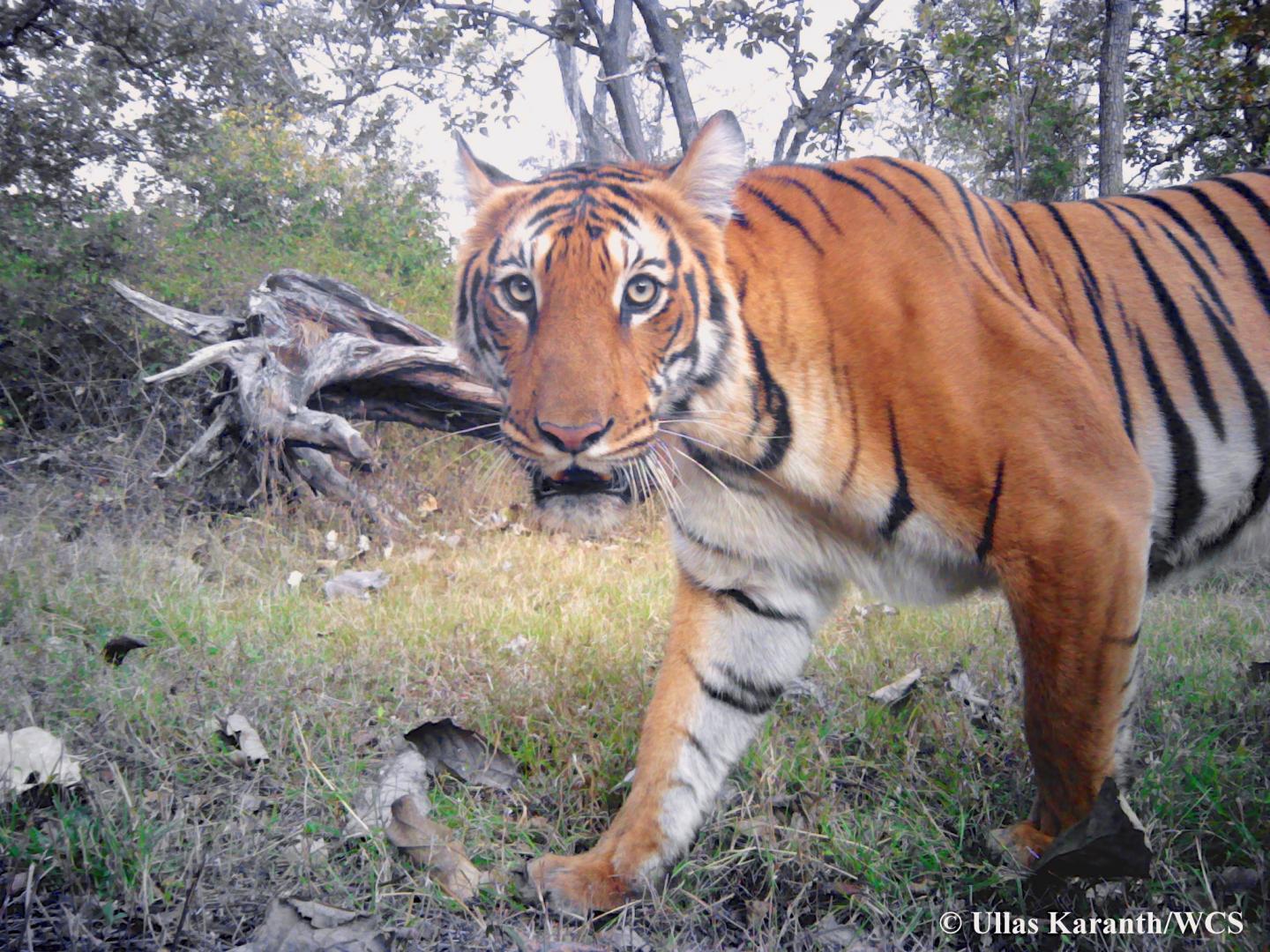 Tiger Photographed by Camera-trap in India