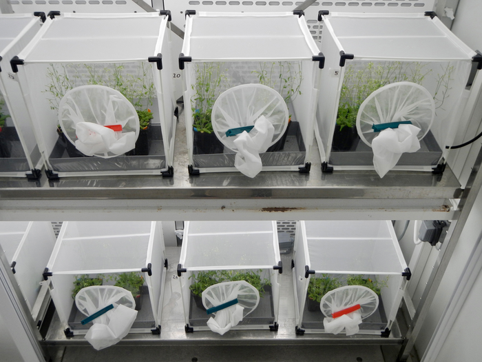 Experimental setup