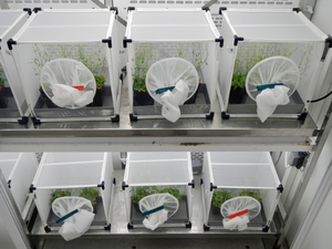 Experimental setup