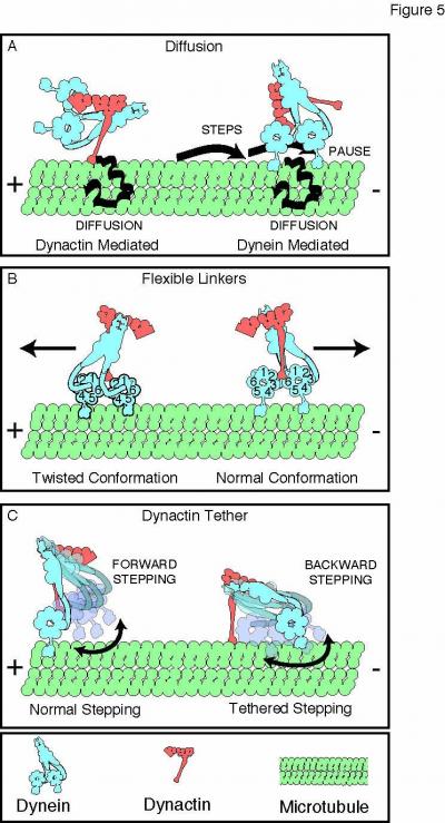Models for Molecular Movement