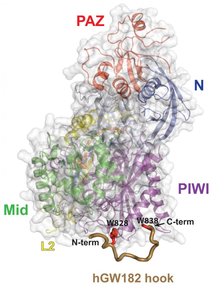 Argonaute -- the Slicing Element in RNA Interference