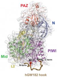 Argonaute -- the Slicing Element in RNA Interference