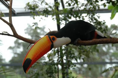 Toco Toucan