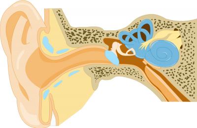 Ear