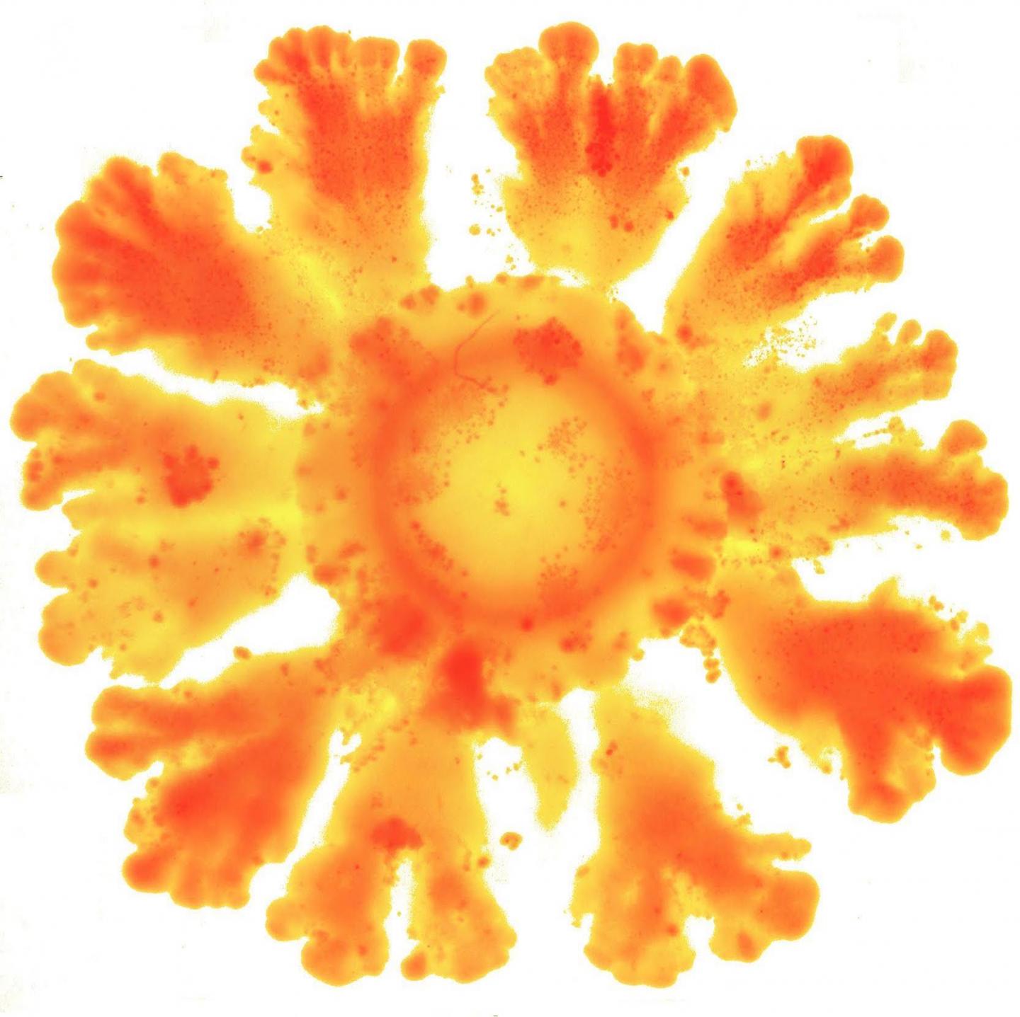 Bacteria E. coli Forming Patterns Induced by the New Synthetic System