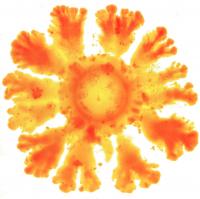 Bacteria E. coli Forming Patterns Induced by the New Synthetic System